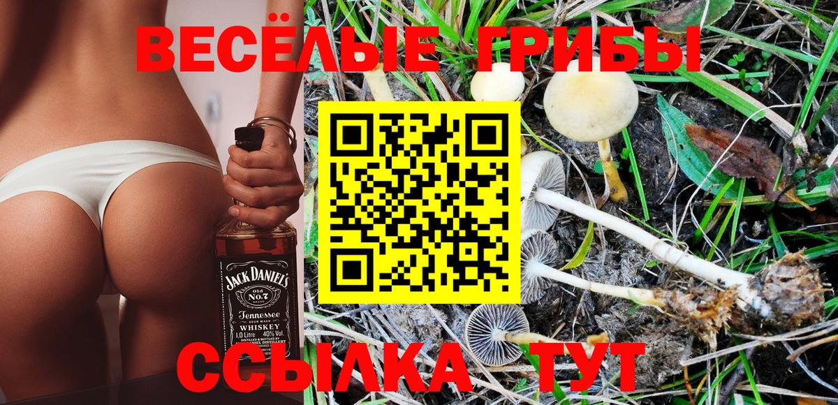 Канаш  Галлюциногенные грибы Psilocybe  Вход с VPN 